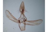 Ancylosis cinnamomella