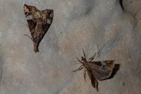 Hypena obsitalis