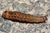 Cerastis rubricosa