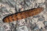 Cerastis rubricosa
