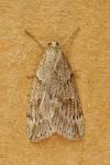 Pachycnemia hippocastanaria hippocastanaria
