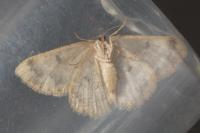Charissa mucidaria