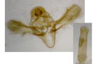 Cadra furcatella