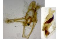 Phycita coronatella