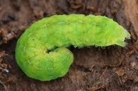 Phlogophora meticulosa
