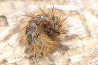 Arctia villica