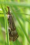 Chrysocrambus linetella