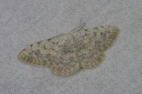 Scopula submutata roseonitens