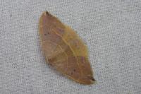 Watsonalla uncinula