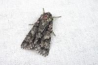 Acronicta auricoma