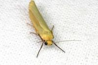 Indalia pygmaeola pallifrons
