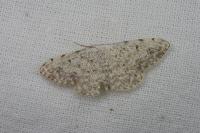 Scopula submutata roseonitens