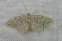 Idaea alyssumata/typicata