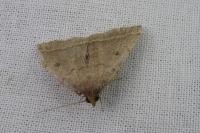 Zanclognatha zelleralis