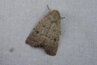 Caradrina aspersa