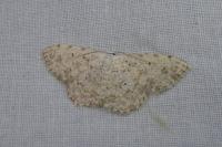 Scopula submutata roseonitens