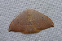Watsonalla uncinula