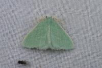 Xenochlorodes olympiaria