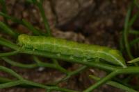 Phlogophora meticulosa