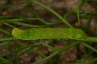 Phlogophora meticulosa
