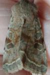 Orthosia incerta