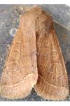 Orthosia cerasi