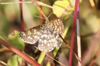 Chiasmia clathrata