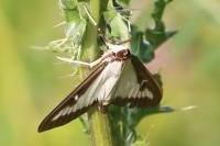 Cydalima perspectalis