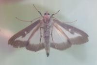 Cydalima perspectalis