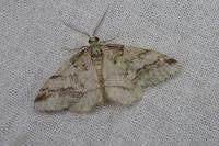 Tephronia lhommaria