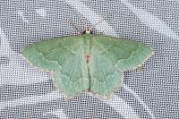 Hemithea aestivaria