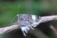 Tyta luctuosa