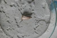 Evergestis isatidalis