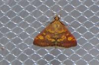Pyrausta aurata