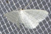 Idaea subsericeata