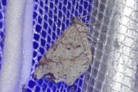Macaria alternata