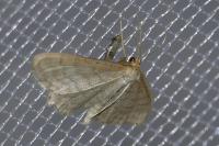 Idaea macilentaria