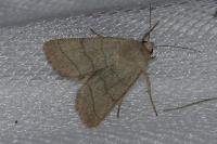 Charanyca trigrammica