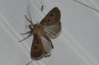 Agrotis exclamationis exclamationis