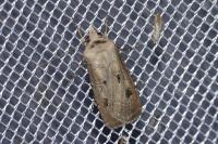 Agrotis exclamationis exclamationis