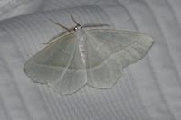 Campaea margaritaria