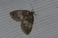 Hydriomena impluviata impluviata