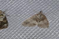 Hydriomena impluviata impluviata