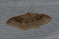 Idaea degeneraria