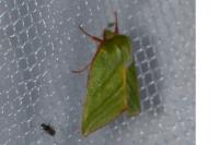 Pseudoips prasinanus