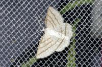 Perconia strigillaria