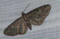 Eupithecia subfuscata