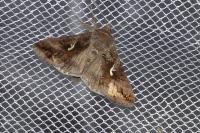 Autographa gamma