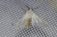 Spilosoma lubricipeda