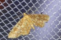 Hydrelia flammeolaria